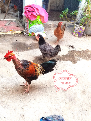 দেশী মুরগীর বাচ্চা ৩টা